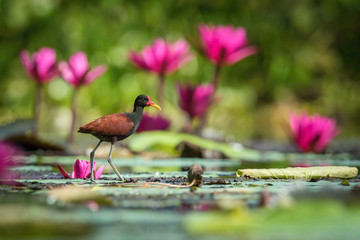 The Wattled Jacana, Jacana jacana is walking in the typical environment of Trinidad wetlands