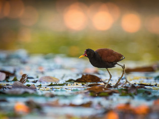 The Wattled Jacana, Jacana jacana is walking in the typical environment of Trinidad wetlands