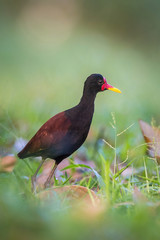 The Wattled Jacana, Jacana jacana is walking in the typical environment of Trinidad wetlands