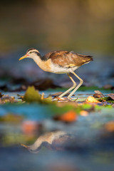 The Wattled Jacana, Jacana jacana is walking in the typical environment of Trinidad wetlands