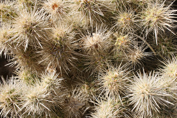 Cholla Cactus close up, Joshua Tree National Park