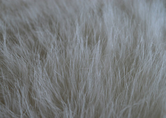 White fur 
