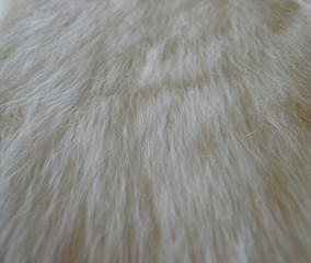 White fur 