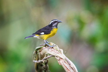 The Bananaquit is sitting on the amazing red and yellow bloom in colorful backgound