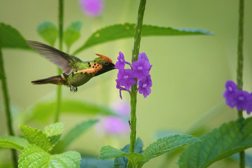 The Tufted coquette flying and sucking nectar from little blooms in colorful background