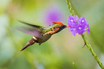 The Tufted coquette flying and sucking nectar from little blooms in colorful background