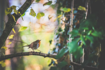 Robin Red Breast