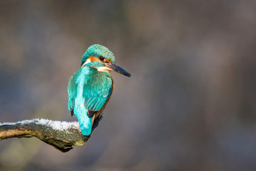 The Common Kingfisher, alcedo atthis is sitting on some stick and waiting for the prey, colorful backgound, just caught the fish