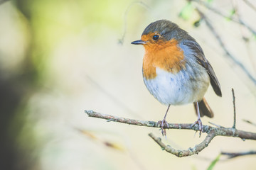 Robin Red Breast