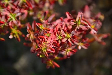 Natura