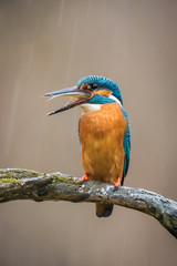 The Common Kingfisher, alcedo atthis is sitting on some stick and has got the fish in his beak, it is snowing, dark backgound