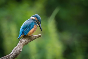 The Common Kingfisher, alcedo atthis is sitting on some stick and waiting for the prey, colorful backgound