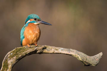 The Common Kingfisher, alcedo atthis is sitting on some stick and waiting for the prey, colorful backgound