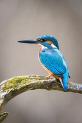 The Common Kingfisher, alcedo atthis is sitting on some stick and waiting for the prey, colorful backgound