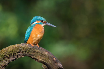 The Common Kingfisher, alcedo atthis is sitting on some stick and waiting for the prey, colorful backgound