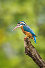 The Common Kingfisher, alcedo atthis is sitting on some stick and waiting for the prey, colorful backgound