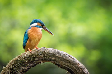 The Common Kingfisher, alcedo atthis is sitting on some stick and waiting for the prey, colorful backgound