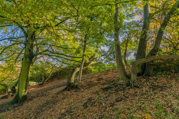 Naklejka premium Green trees