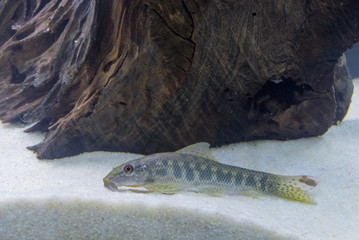 Gyrinocheilus aymonieri fish in aquarium