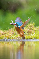The diving Common Kingfisher, alcedo atthis is flying with his prey in green background. The kingfisher just caught his prey. Colorful backgound. Amazing moment. Flying bird gem of our rivers.