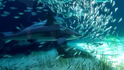 Fototapeta premium Large Predator Shark Swimming Near the Ocean Floor with Sunlight Streaks Coming Through to This Depth
