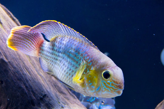 รูปภาพAequidens เลือกดูภาพถ่ายสต็อก เวกเตอร์ และวิดีโอ103 Adobe Stock