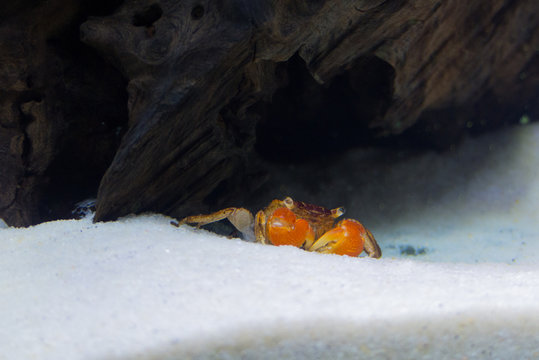 Red Clawed Crab (Sesarma bidens) 