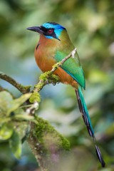 The Trinidad Motmot, Momotus bahamensis is sitting and posing on the branch, amazing picturesque green background, in the morning during sunrise, waiting for its prey, in Trinidad