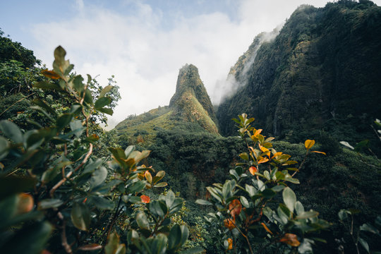 Mountain ridge and jungle plants, Maui