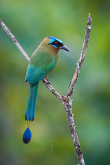 Obraz premium The Trinidad Motmot, Momotus bahamensis is sitting and posing on the branch, amazing picturesque green background, in the morning during sunrise, waiting for its prey, in Trinidad