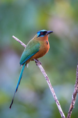 The Trinidad Motmot, Momotus bahamensis is sitting and posing on the branch, amazing picturesque green background, in the morning during sunrise, waiting for its prey, in Trinidad