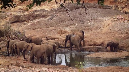 African bush elephant in Kruger National park, South Africa ; Specie loxondonta african family of elephantidae