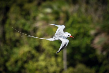 The Red-billed Tropicbird, Phaethon aethereus, is flying over the bay, Tobago..