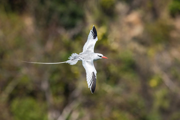 The Red-billed Tropicbird, Phaethon aethereus, is flying over the bay, Tobago..