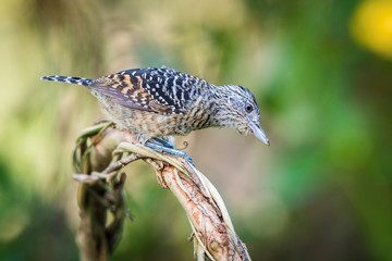 The Barred Antshrike, Thamnophilus doliatus is sitting on the branch in green backgound, amazing blue colored bird, Trinidad