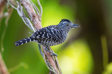 The Barred Antshrike, Thamnophilus doliatus is sitting on the branch in green backgound, amazing blue colored bird, Trinidad