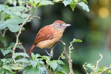 The Barred Antshrike, Thamnophilus doliatus is sitting on the branch in green backgound, amazing blue colored bird, Trinidad