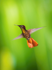 The Ruby-topaz Hummingbird, Chrysolampis mosquitus is flying in nice green background, Trinidad and Tobago