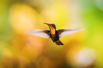 The Ruby-topaz Hummingbird, Chrysolampis mosquitus is flying in nice green background, Trinidad and Tobago