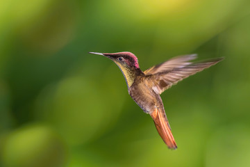 The Ruby-topaz Hummingbird, Chrysolampis mosquitus is flying in nice green background, Trinidad and Tobago