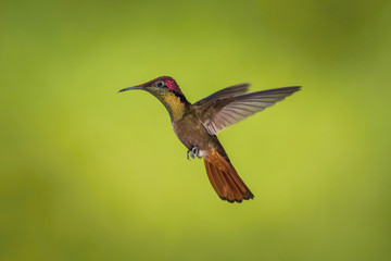 Fototapeta na wymiar The Ruby-topaz Hummingbird, Chrysolampis mosquitus is flying in nice green background, Trinidad and Tobago