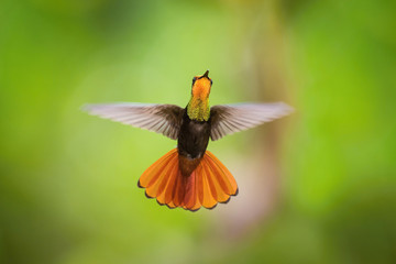 The Ruby-topaz Hummingbird, Chrysolampis mosquitus is flying in nice green background, Trinidad and Tobago