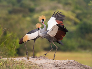 The two Grey Crownned Cranes, balearica regulorum are dancing in soft light during sunset, green...