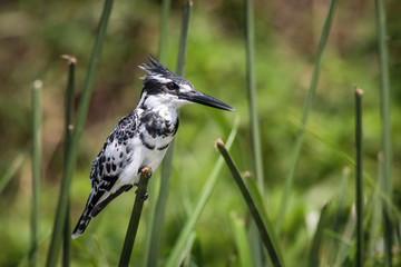 The Pied Kingfisher, Ceryle rudis is sitting and posing on the stick, amazing picturesque green background, in the morning after sunrise, waiting for its prey in Uganda