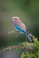 The Lilac-breasted Roller, Coracias caudatus is sitting on the branch, green background, Africa, Uganda