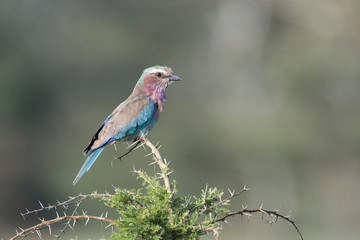 The Lilac-breasted Roller, Coracias caudatus is sitting on the branch, green background, Africa, Uganda