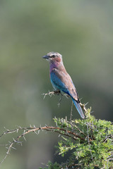 The Lilac-breasted Roller, Coracias caudatus is sitting on the branch, green background, Africa, Uganda