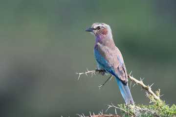 The Lilac-breasted Roller, Coracias caudatus is sitting on the branch, green background, Africa, Uganda