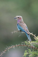 The Lilac-breasted Roller, Coracias caudatus is sitting on the branch, green background, Africa, Uganda