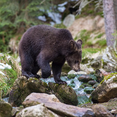 The young Broown Bear, Ursus arctos is looking what to do. The young Brown Bear is standing on the stone in the greek. In the background are trees, typical Nordic environment.
